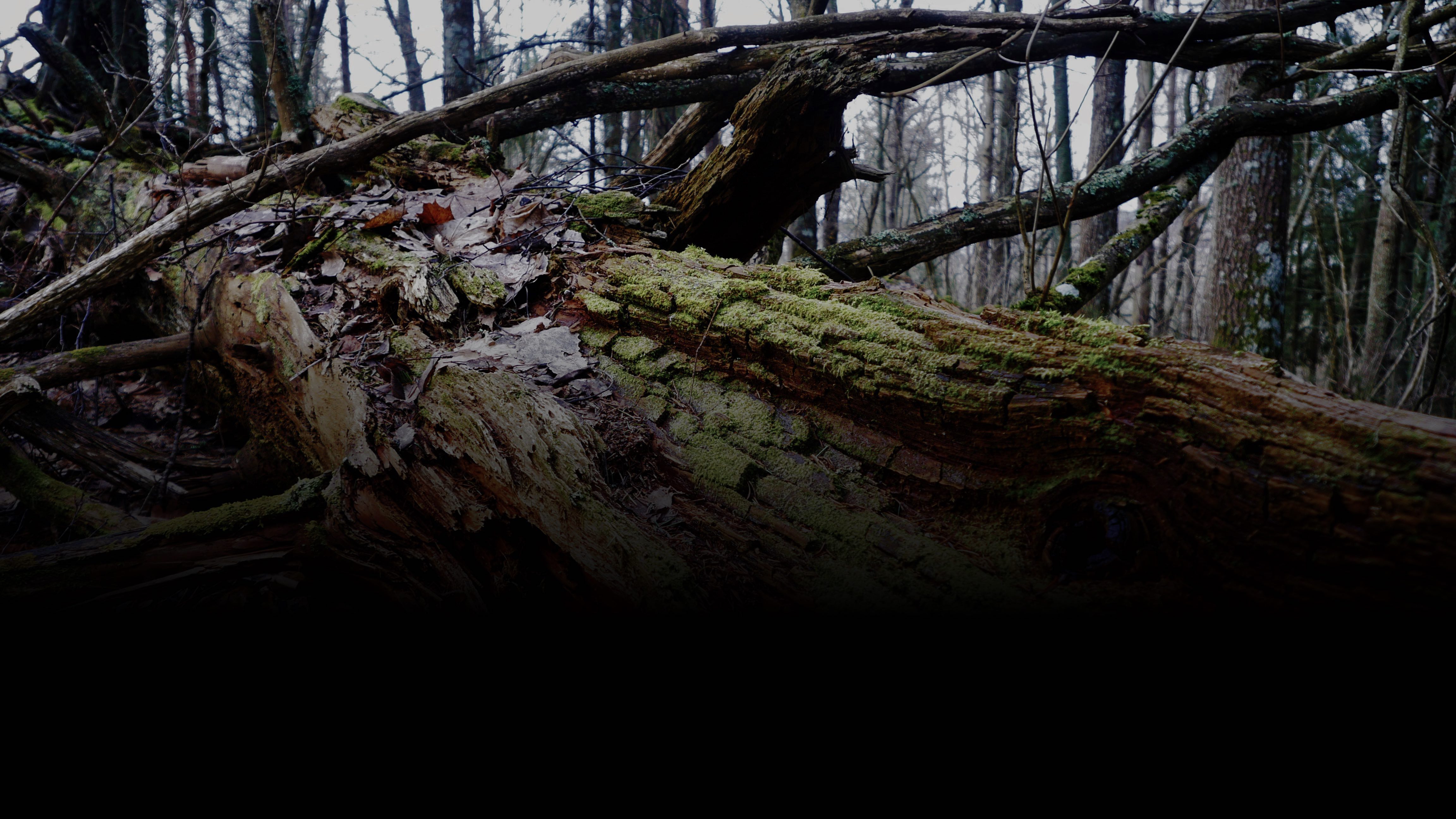 Korugallerian tumma taustakuva – valon ja varjon liike korostaa korujen muotoja